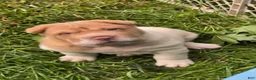 Shar Pei dogs for sale: Leo lilac flower brush mini - Ad 14