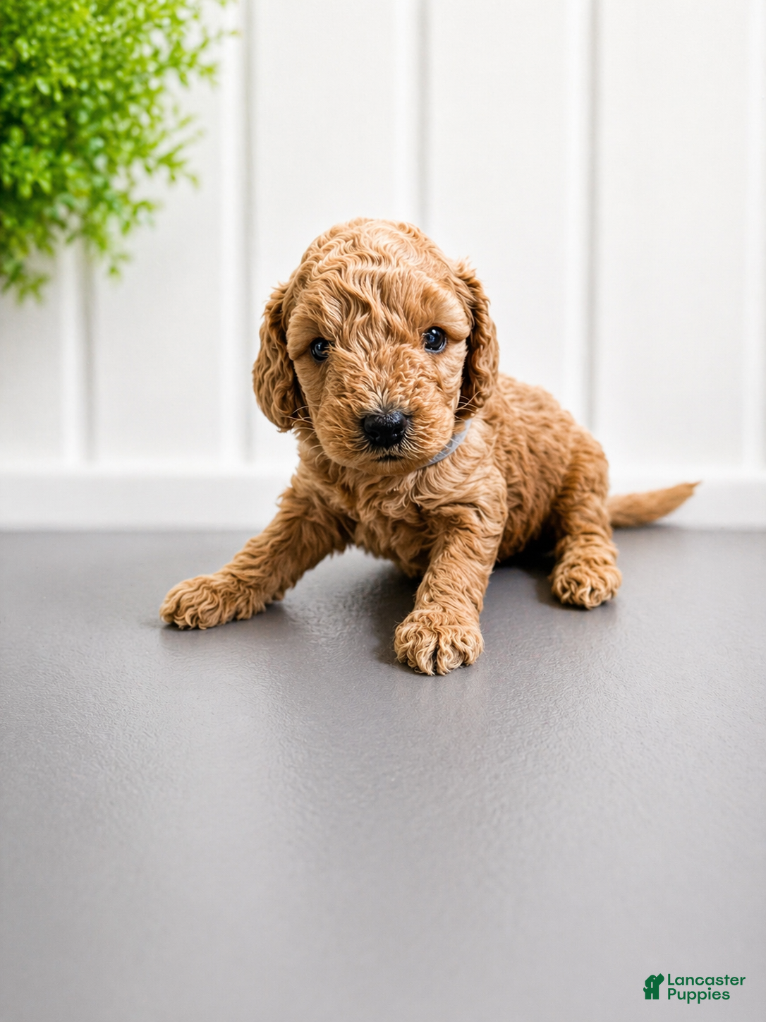 Mini Goldendoodle dogs Lainey Wilson - Ad 1