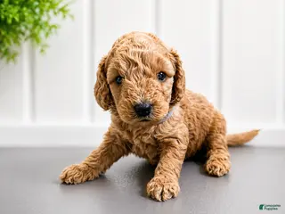 Mini Goldendoodle dogs for sale: Lainey Wilson - Ad 1