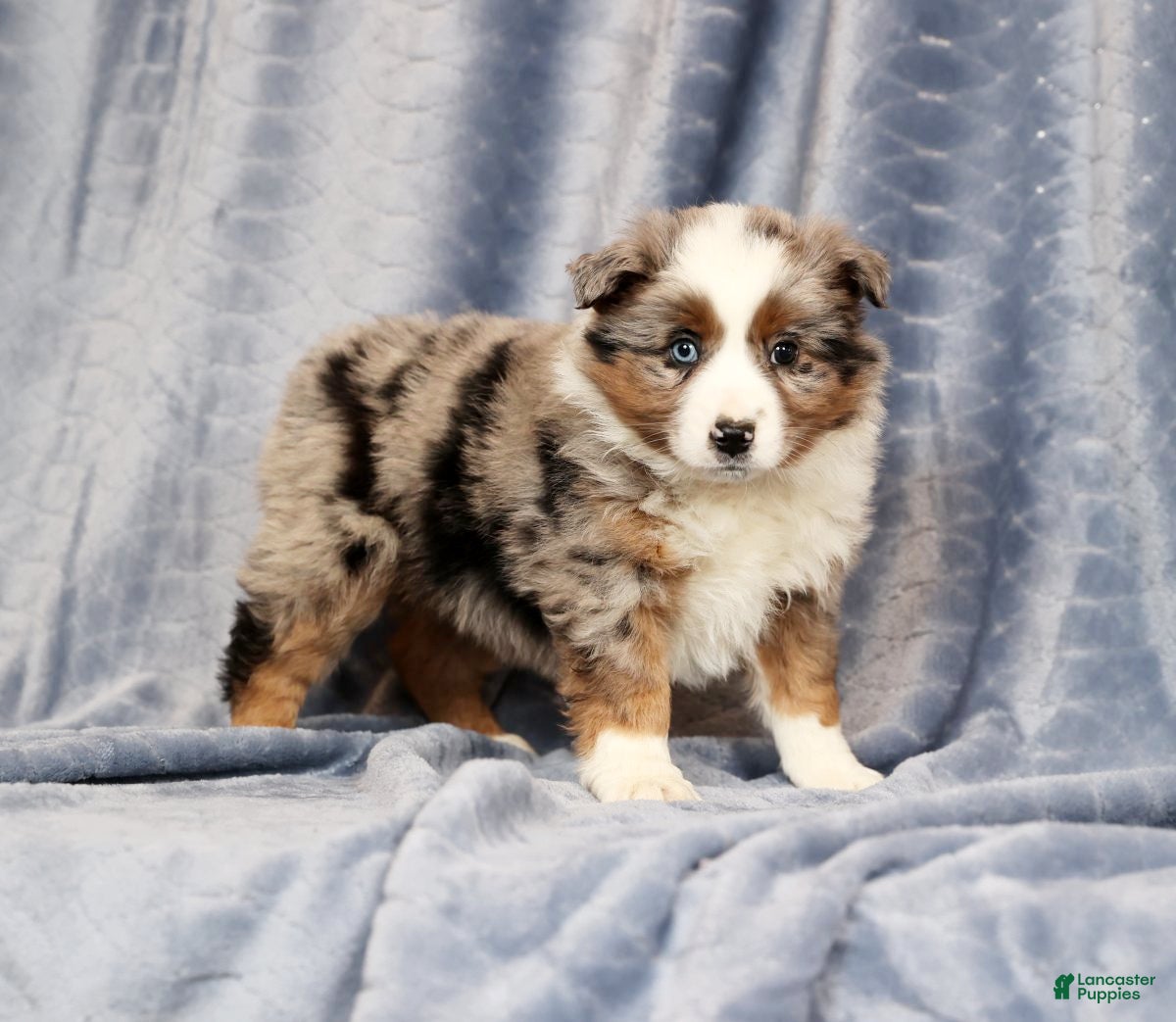 Miniature Australian Shepherd dogs Edi - Ad 1