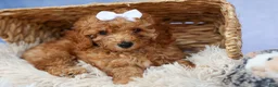 Miniature Poodle dogs for sale: WALTER - Ad 18