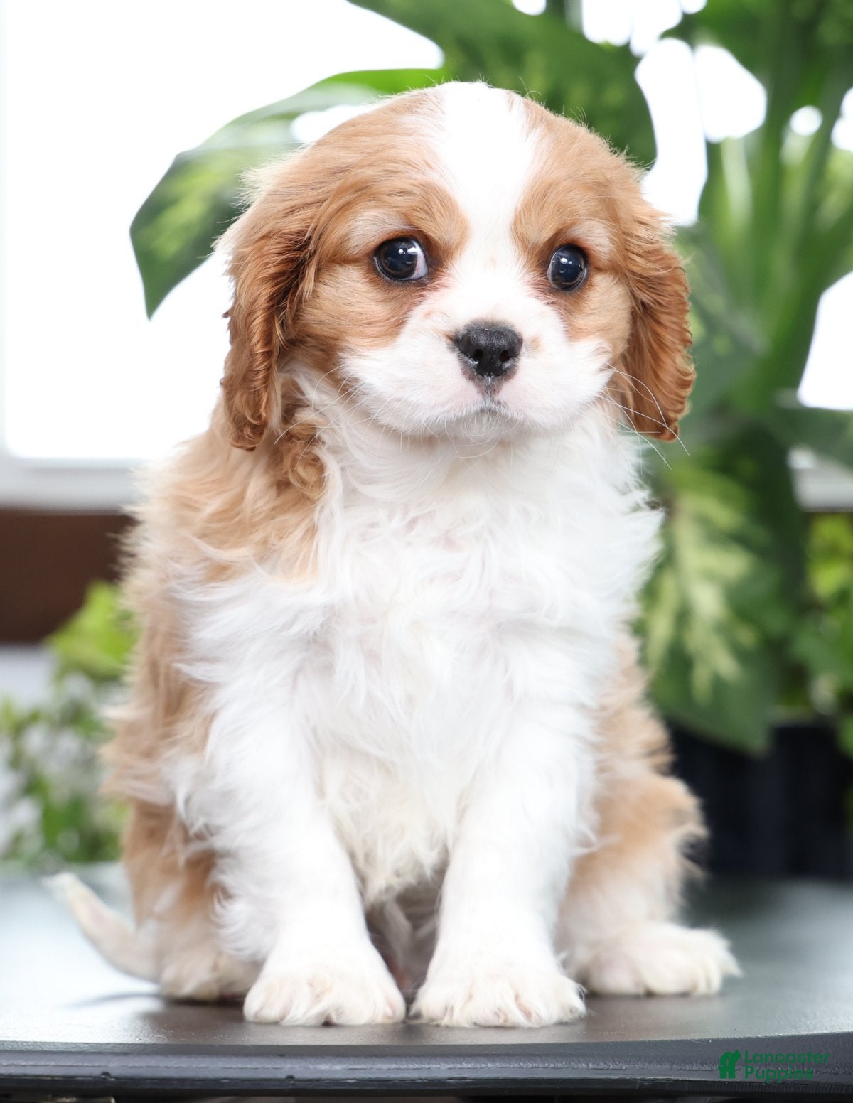 Cavalier King Charles Spaniel dogs Buck - Ad 1