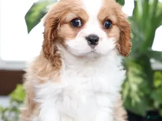 Cavalier King Charles Spaniel dogs for sale: Buck - Ad 2