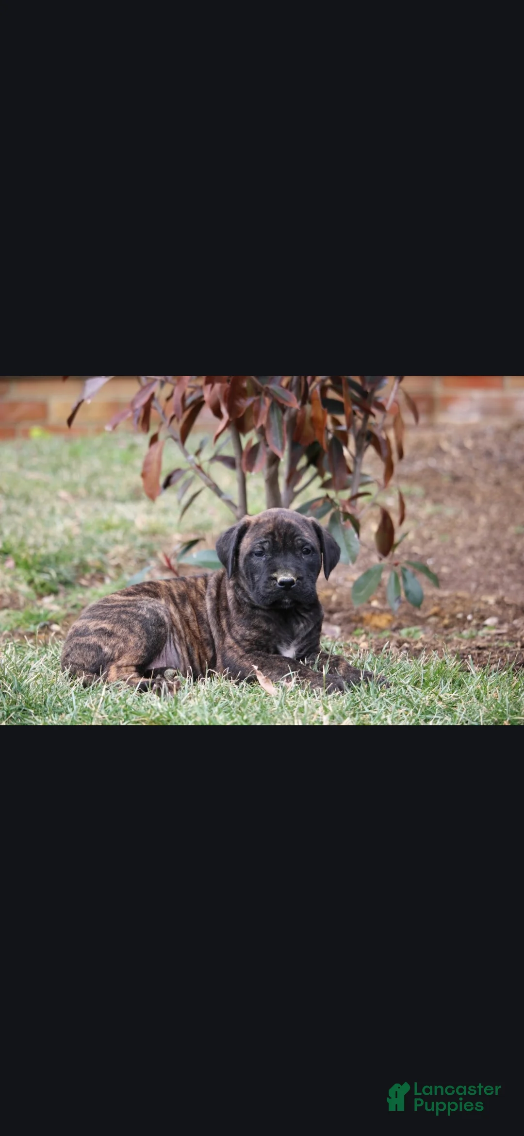 English Mastiff dogs for sale: Kodiak - Ad 2