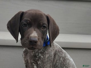 German Shorthaired Pointer dogs - Ad 42