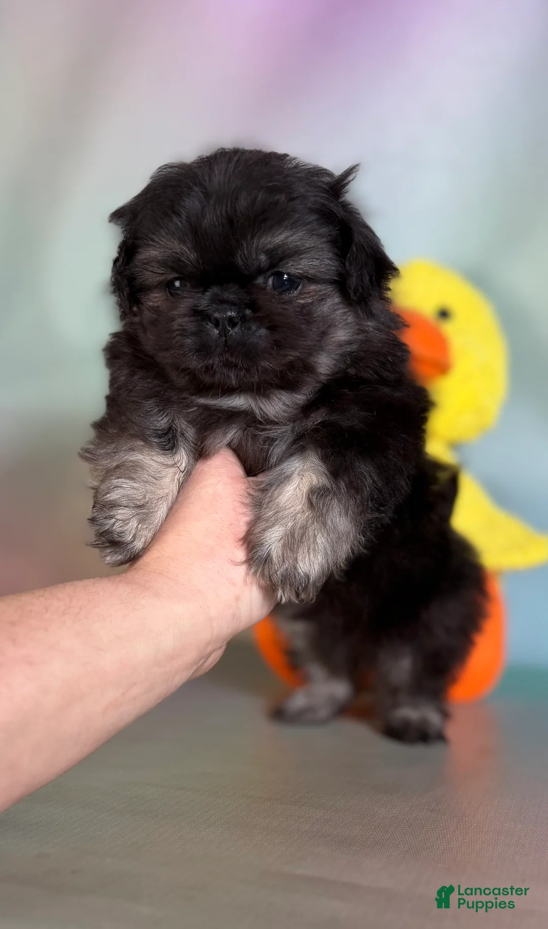 Pekingese dogs for sale: Munchkin  - Ad 2