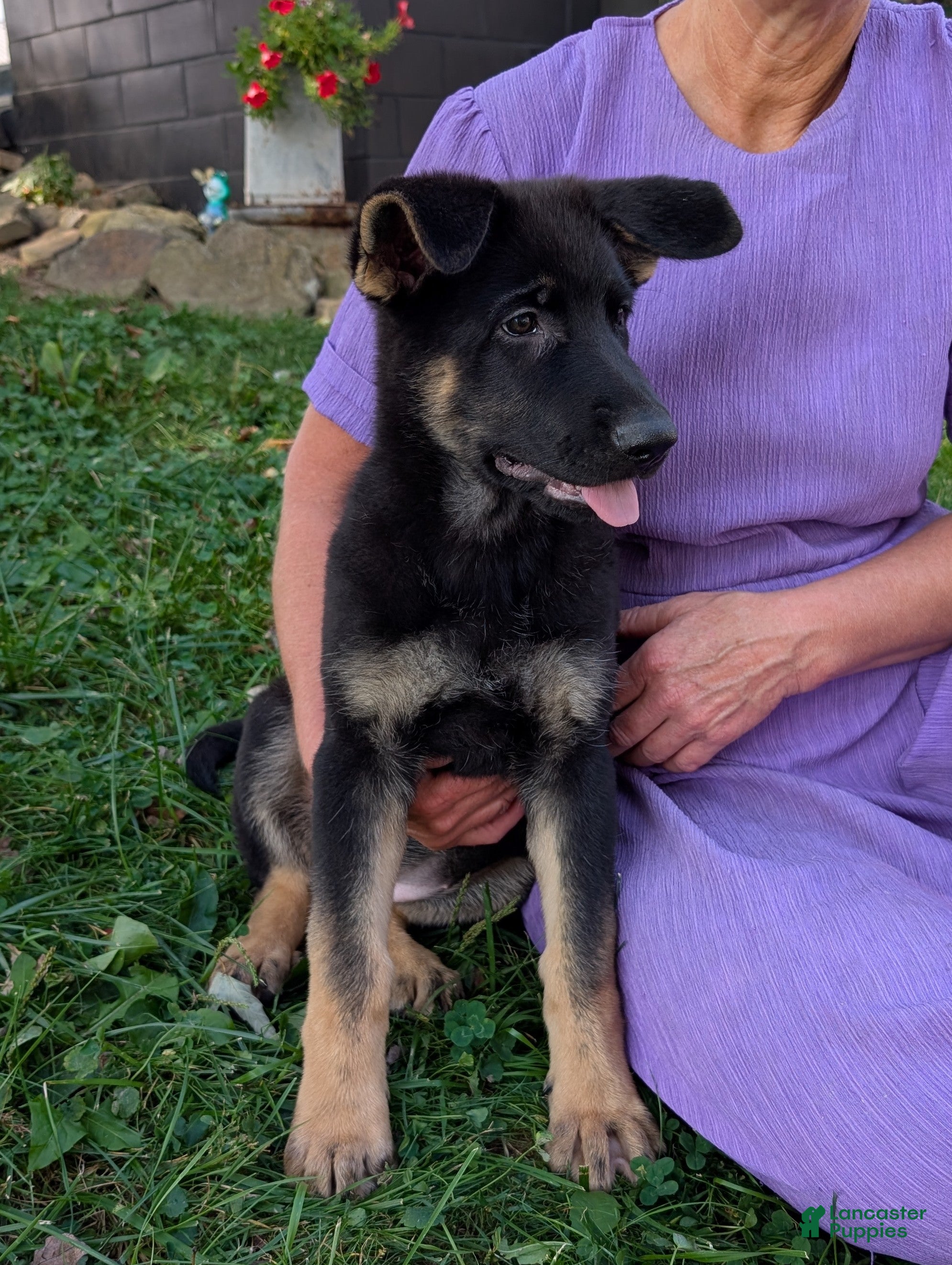 German Shepherd dogs Mati - Ad 2