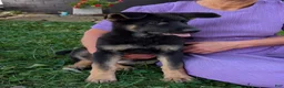 German Shepherd dogs for sale: Mati - Ad 2