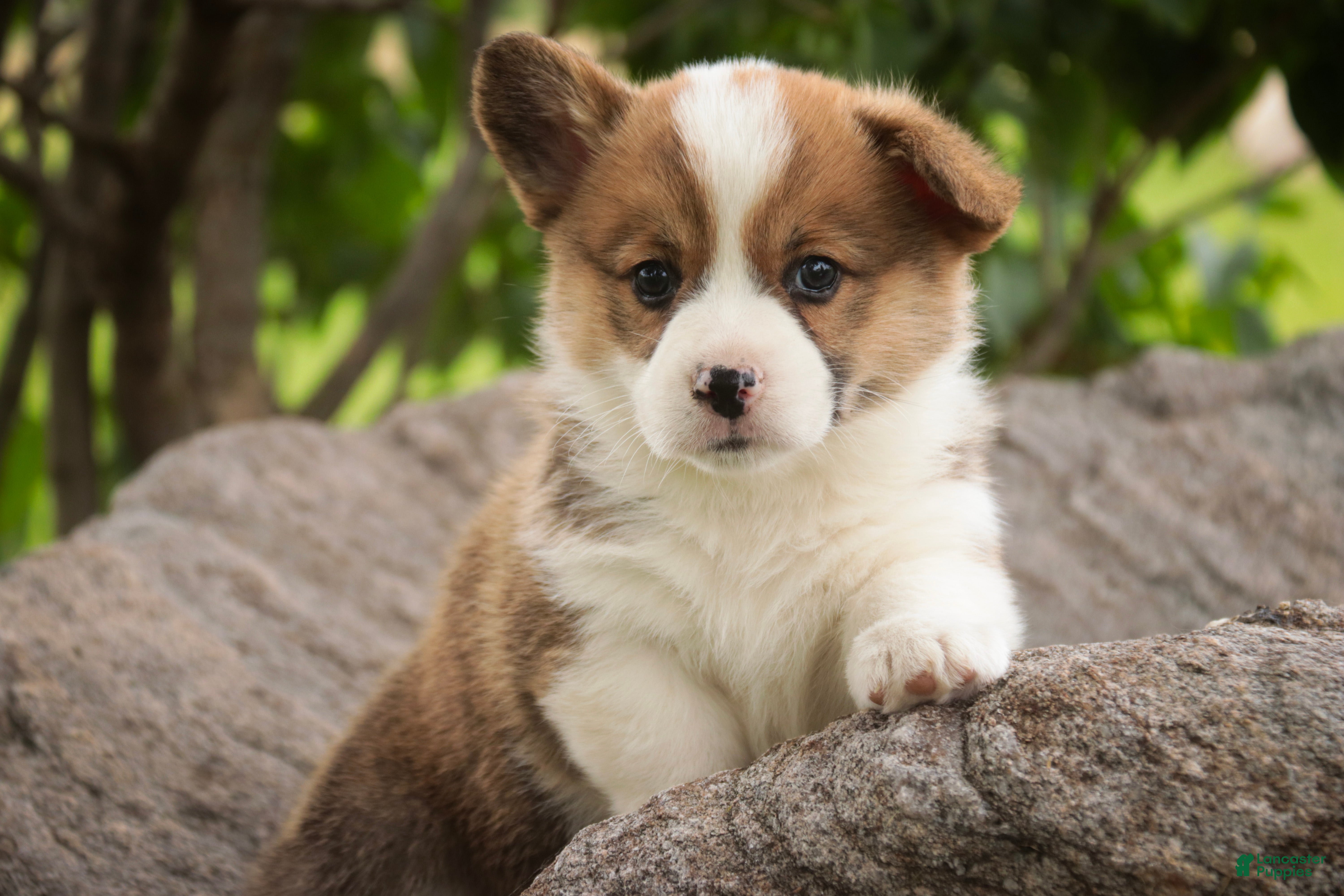 Welsh Corgi Pembroke dogs Andy - Ad 2