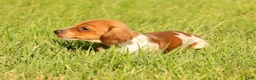 Miniature Dachshund dogs for sale: Bella - Ad 6