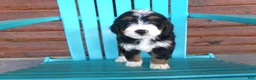 Mini Bernedoodle dogs for sale: Beauty - Ad 4
