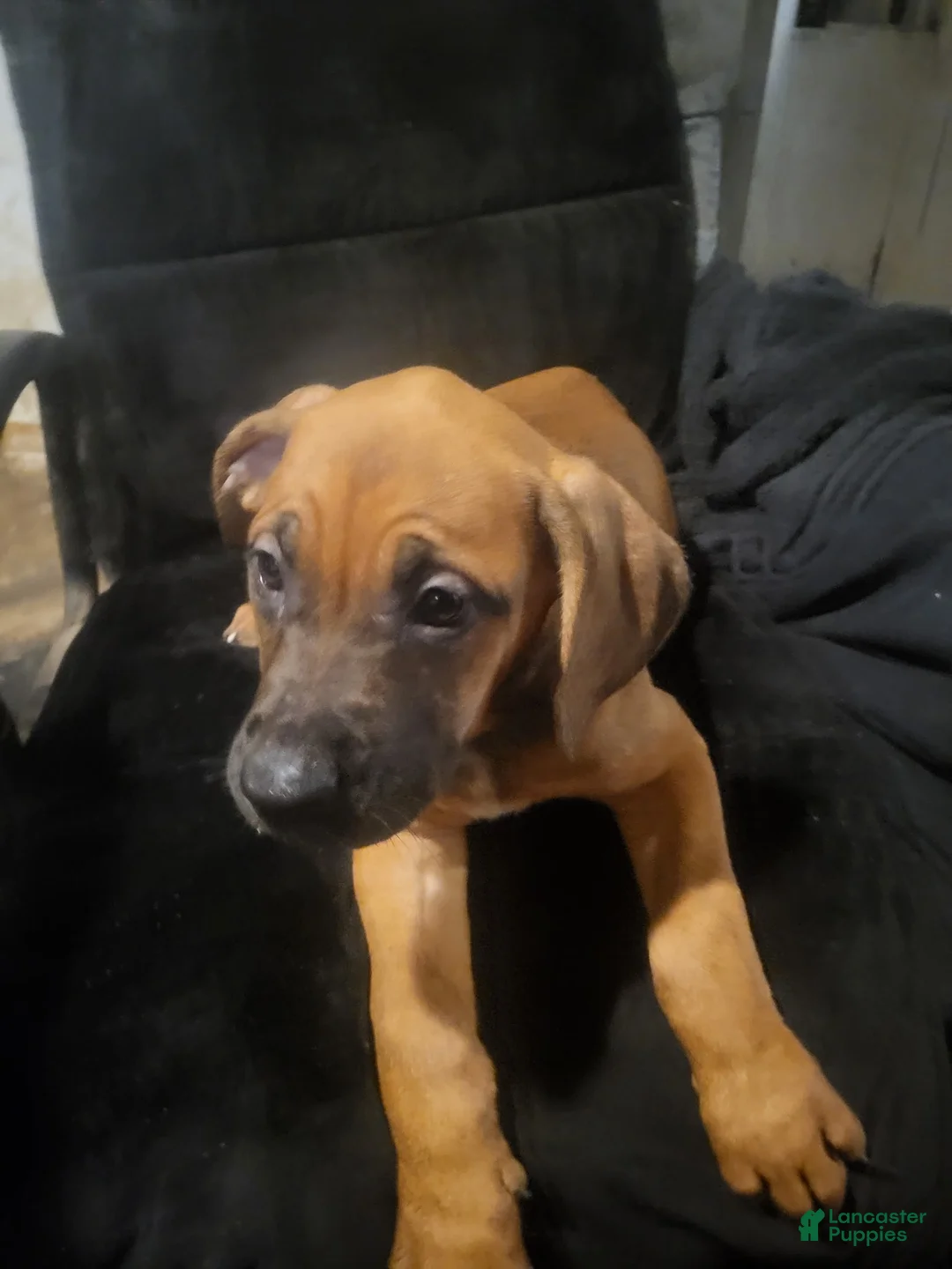 Mixed Breed dogs for sale: Beautiful Great Dane Mixed 100.00 - Ad 1