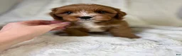 Cavapoo dogs for sale: Atlas  - Ad 2