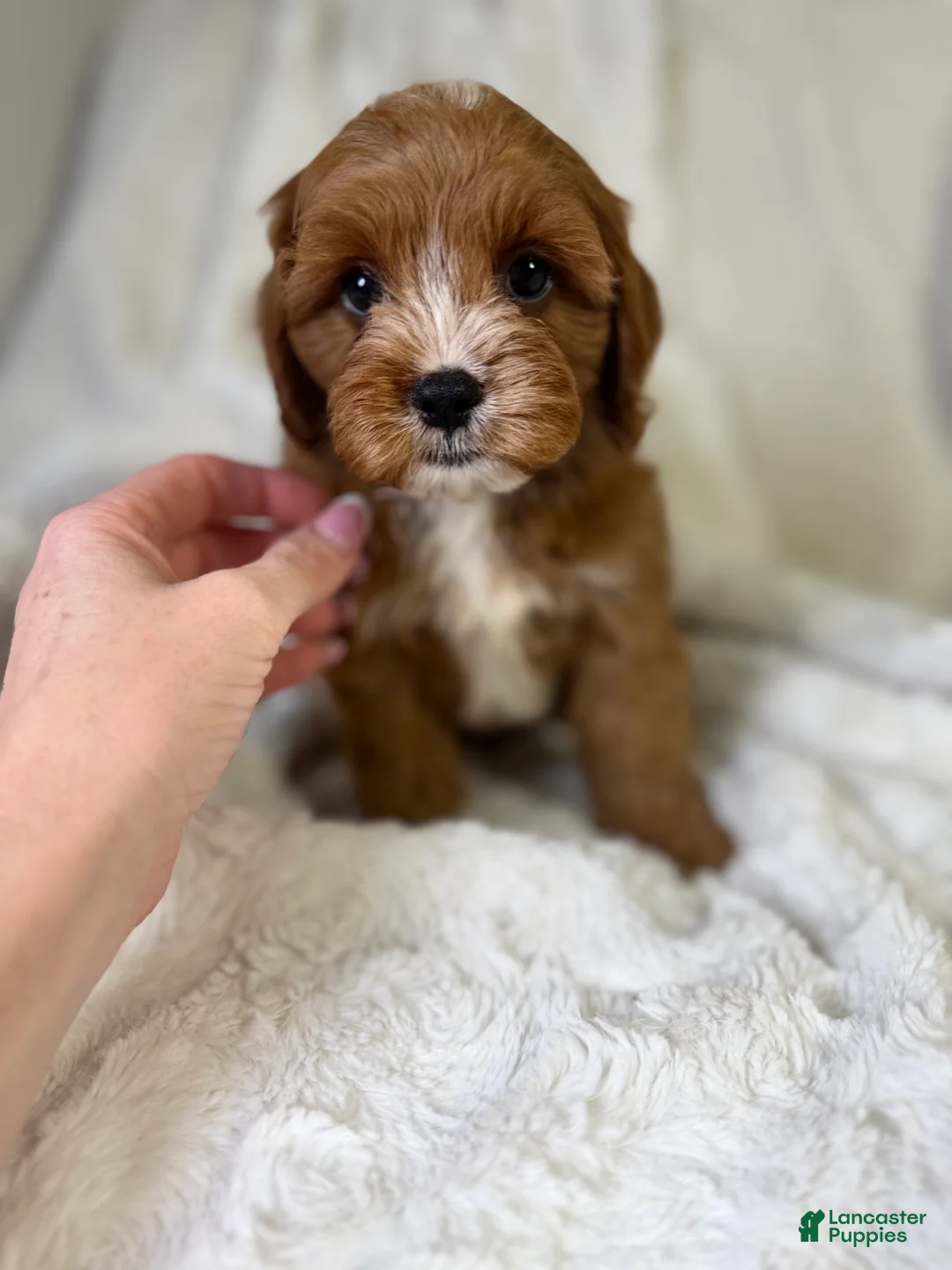 Cavapoo dogs for sale: Atlas  - Ad 2