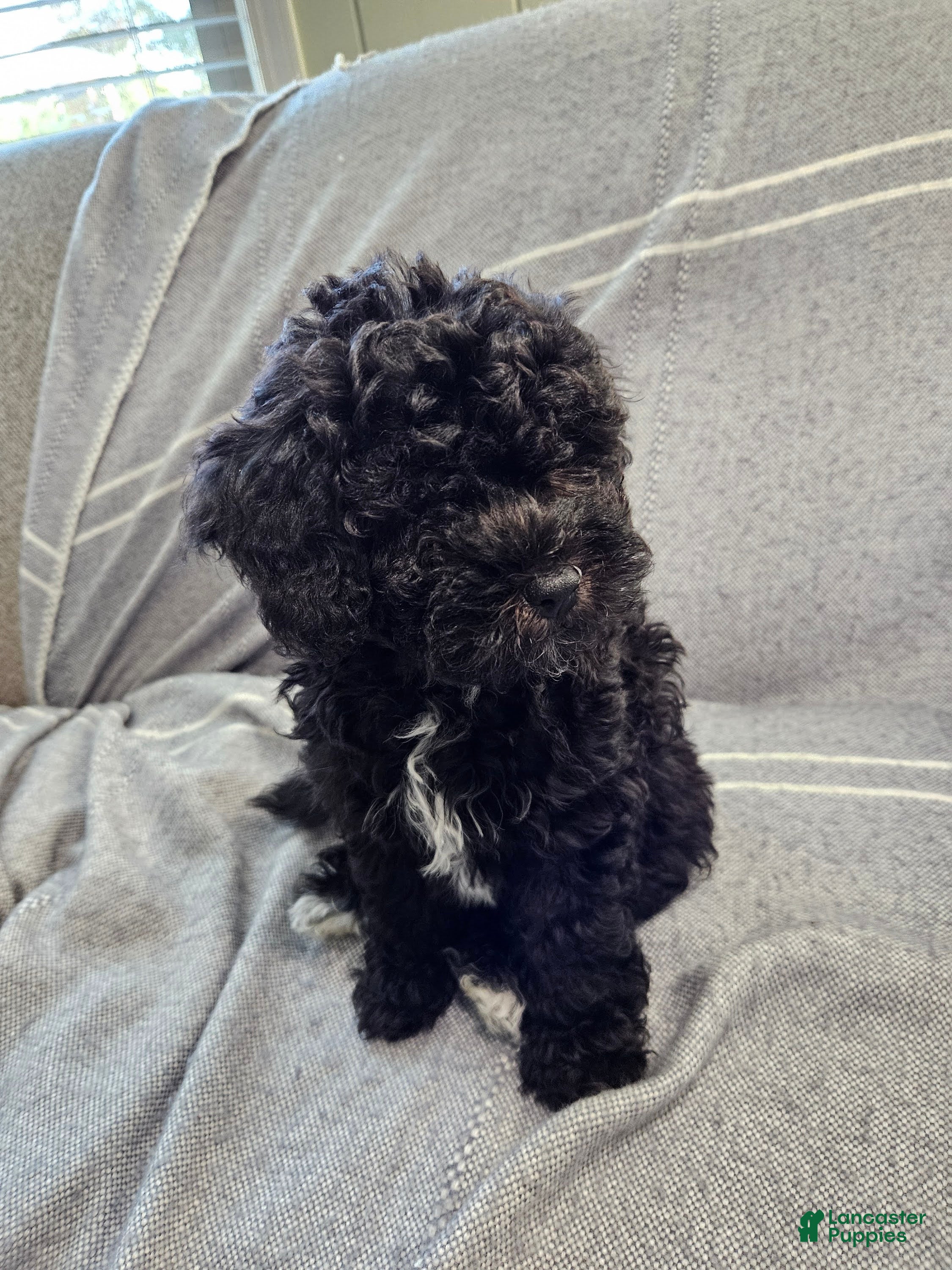 Havapoo dogs for sale: Charlie - Ad 36