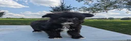 Chipoo dogs for sale: Eric - Ad 10