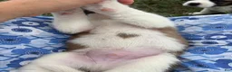 Saint Bernard dogs for sale: Tracker - Ad 2