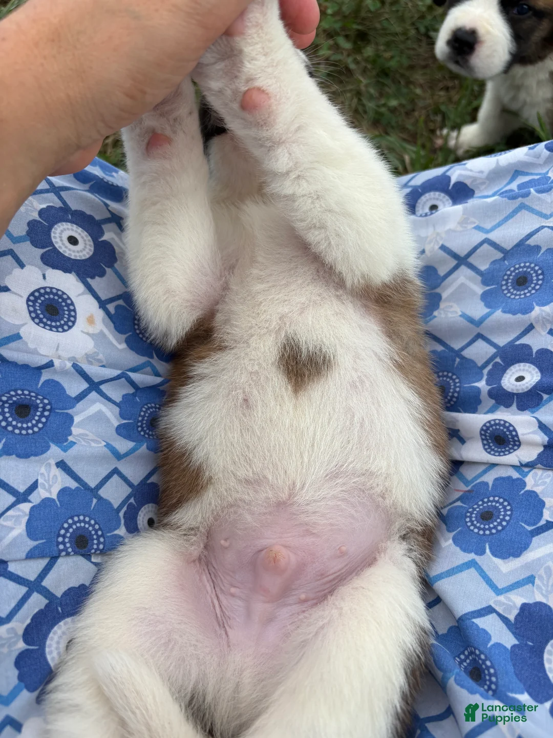 Saint Bernard dogs for sale: Tracker - Ad 2