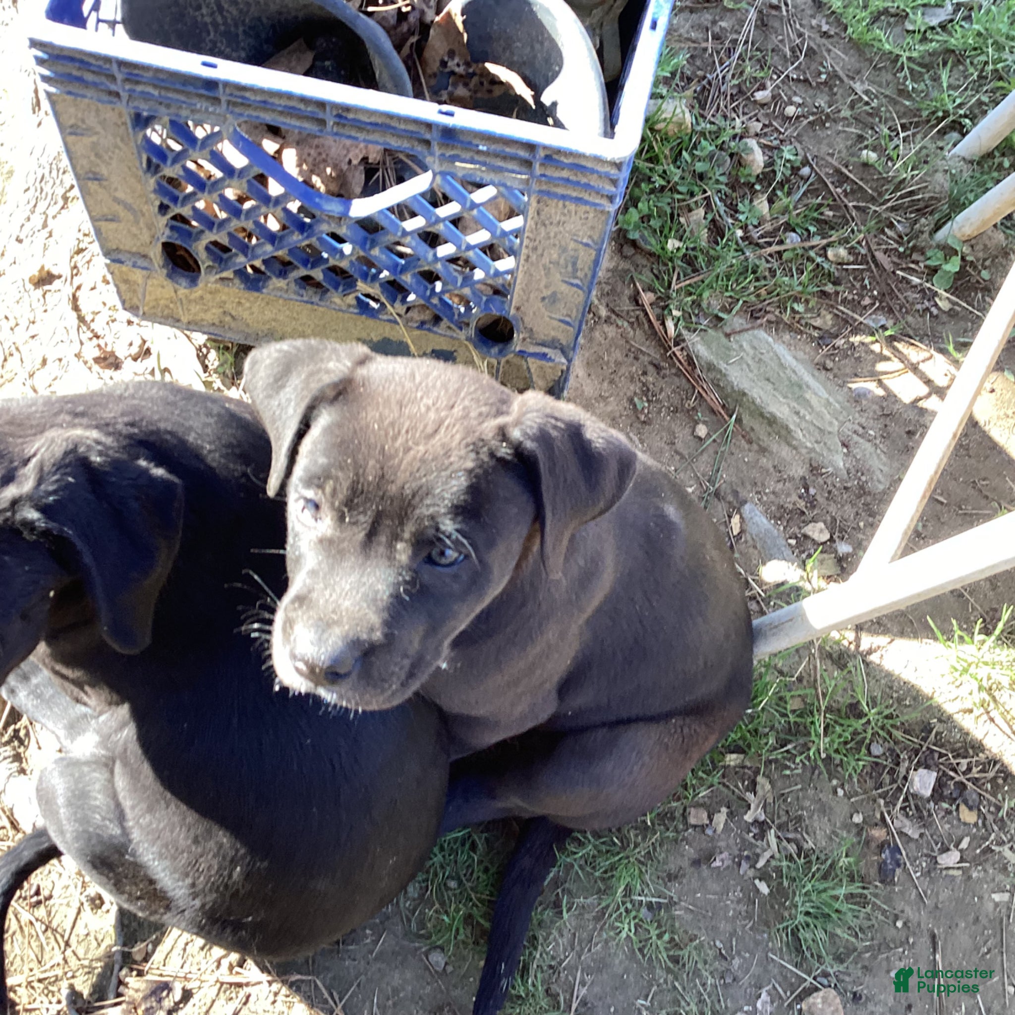 American Pit Bull Terrier dogs American Pit Bull Terrier Puppy 3 - Ad 8