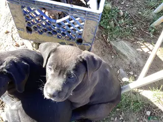 American Pit Bull Terrier dogs American Pit Bull Terrier Puppy 3 - Ad 8