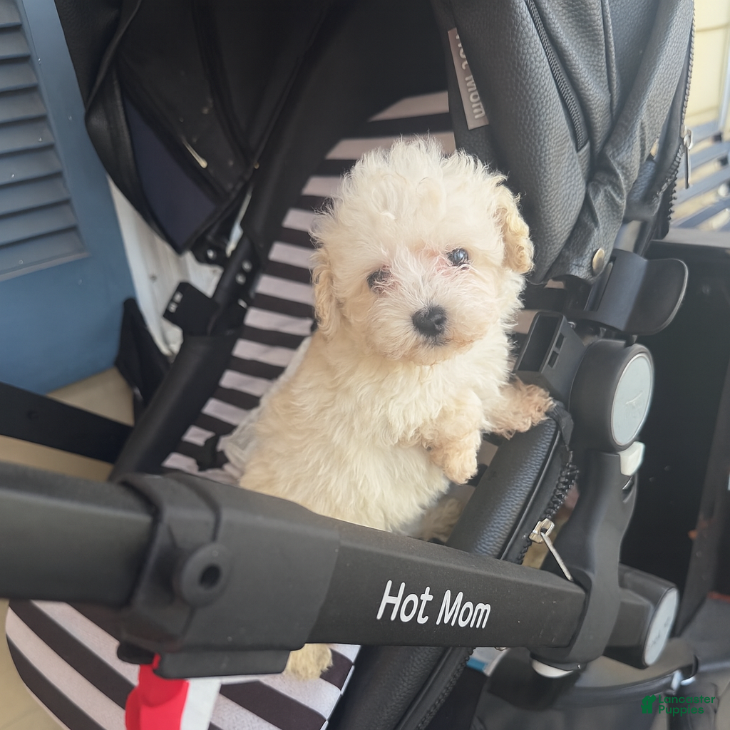 Toy Poodle dogs Toy Poodle Puppy 2 - Ad 15