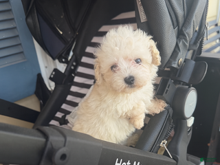 Toy Poodle dogs Toy Poodle Puppy 2 - Ad 30