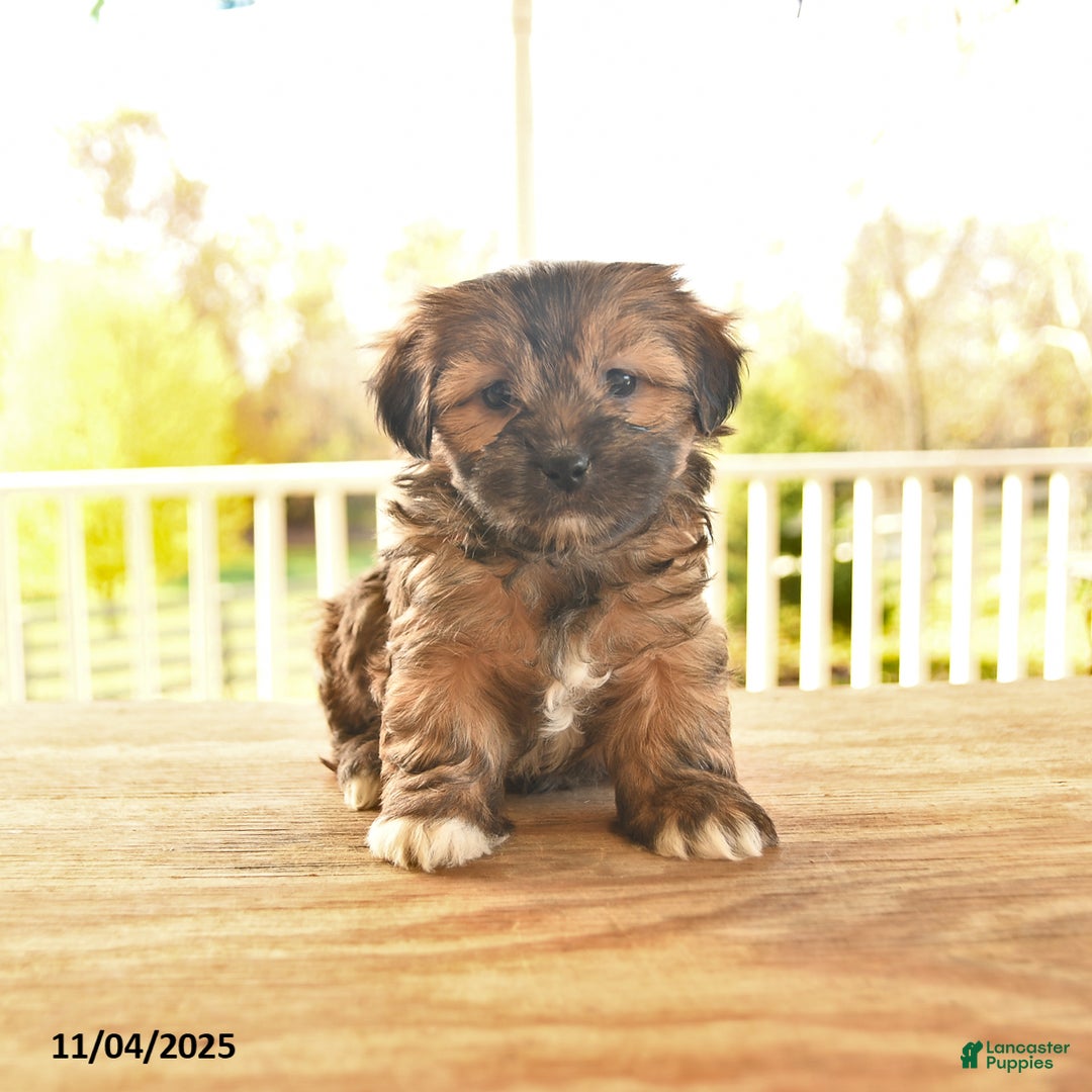 Shorkie dogs for sale: Maple   - Ad 9
