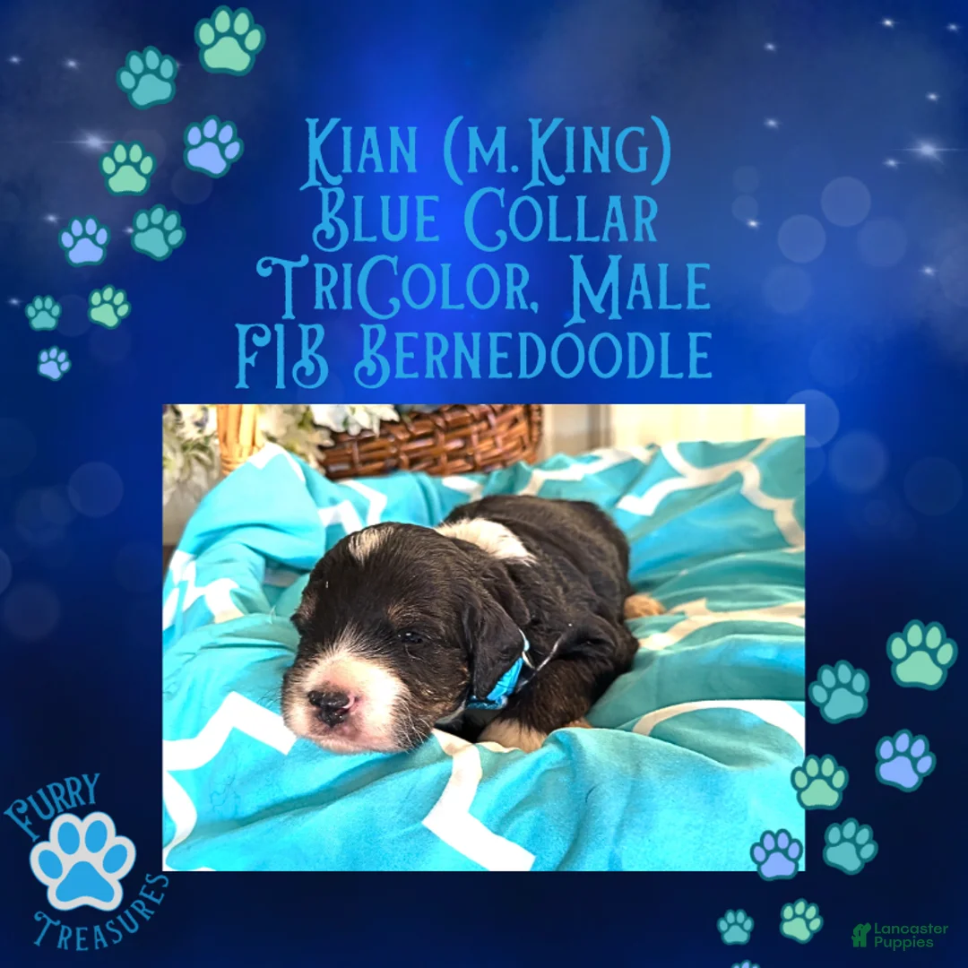 Mini Bernedoodle dogs for sale: Kian “Blue Collar” Male - Ad 27
