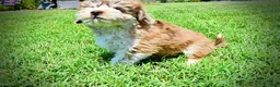 Havapoo dogs for sale: Domino - Ad 17
