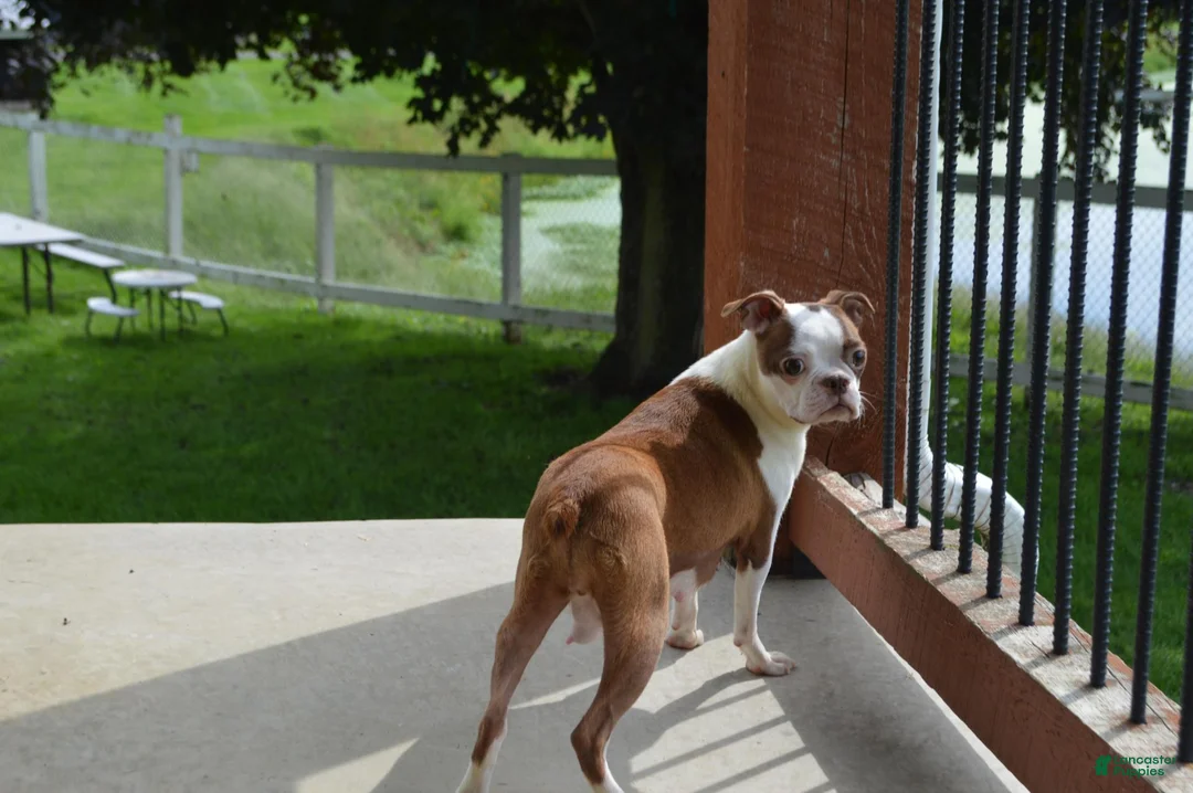 Boston Terrier dogs for sale: Brandon - Ad 7