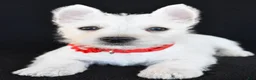 West Highland Terrier dogs for sale: Kelly - Ad 4