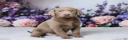 Labrador Retriever dogs for sale: Wilson - Ad 4