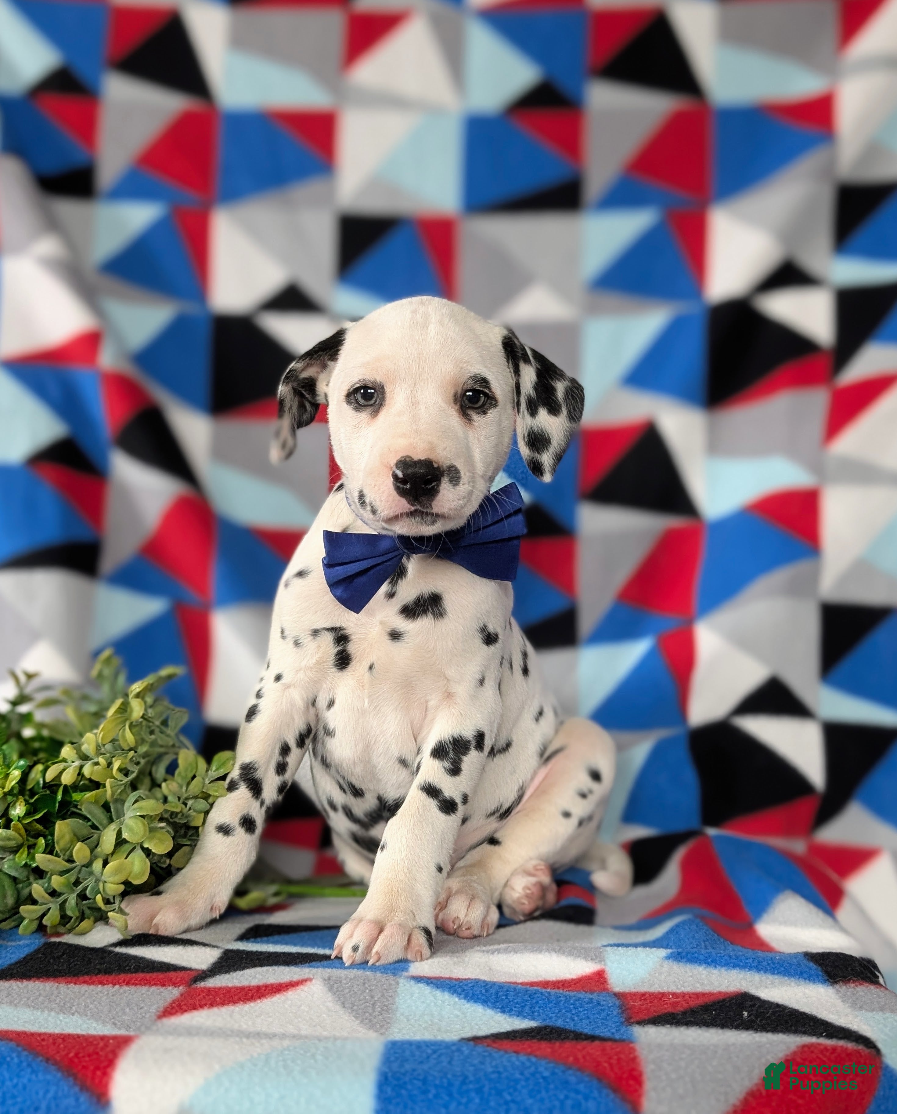 Dalmatian dogs Joshua - Ad 1