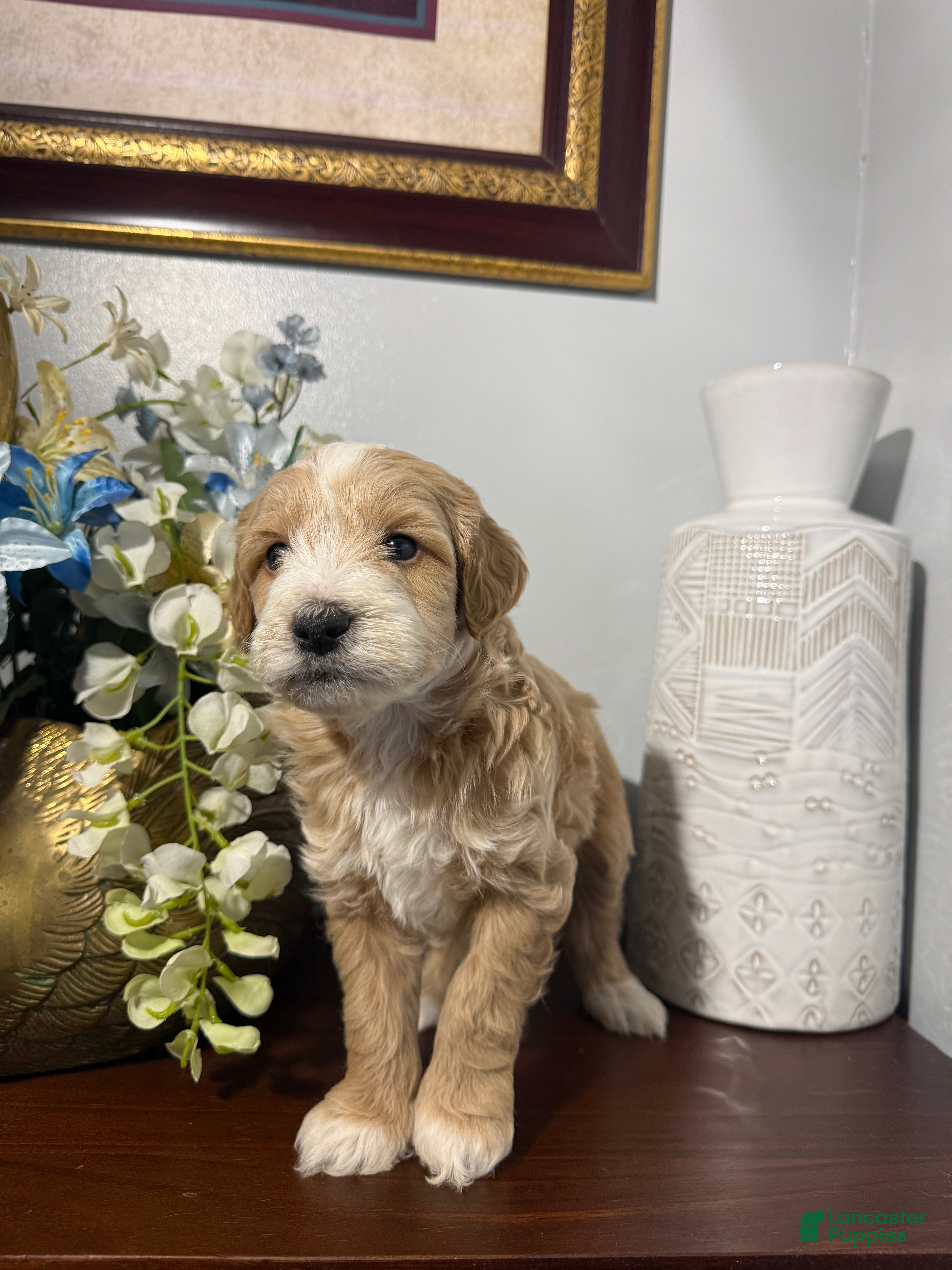 Maltipoo dogs Barkley  - Ad 9