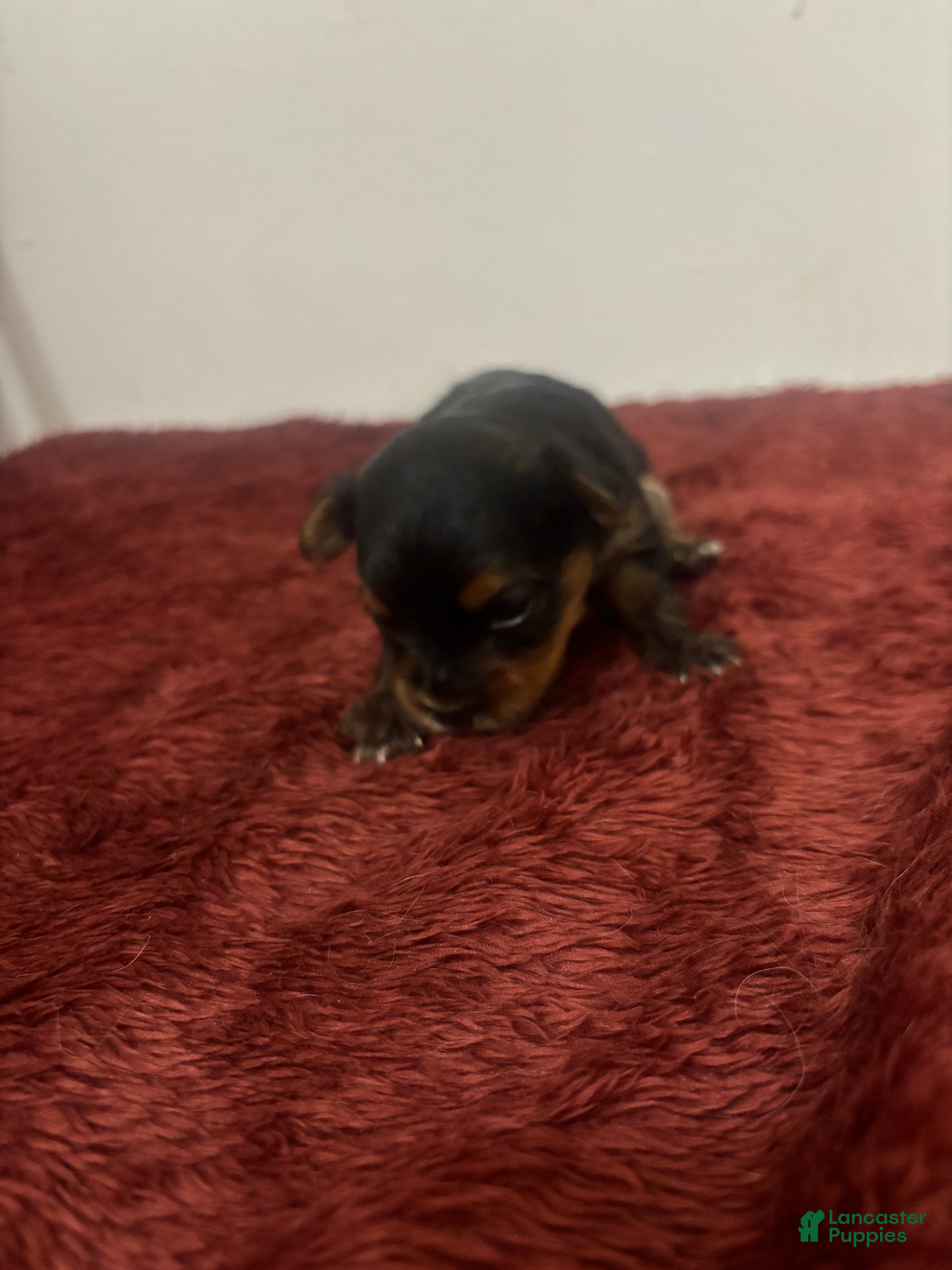 Yorkshire Terrier dogs Yorkshire Terrier 3 - Ad 5