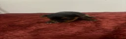 Yorkshire Terrier dogs for sale: Yorkshire Terrier 3 - Ad 1