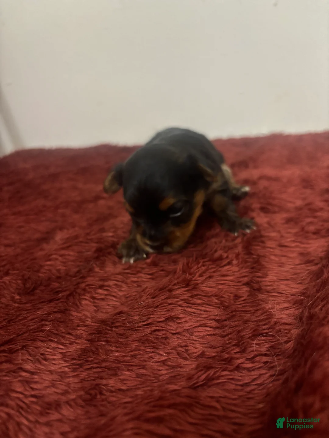 Yorkshire Terrier dogs for sale: Yorkshire Terrier 3 - Ad 1