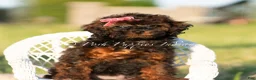 Toy Poodle dogs for sale: Buttercup AKC - Ad 6