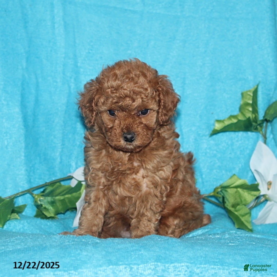 Toy Poodle dogs for sale: Reba - Ad 2