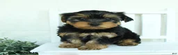Yorkshire Terrier dogs for sale: Barry - Ad 4