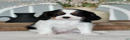 Cavalier King Charles Spaniel dogs for sale: Oakley - Ad 3