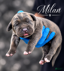 Cane Corso dogs Milan - Ad 2