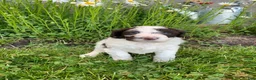 Portuguese Water Dog dogs for sale: Bella - Ad 8