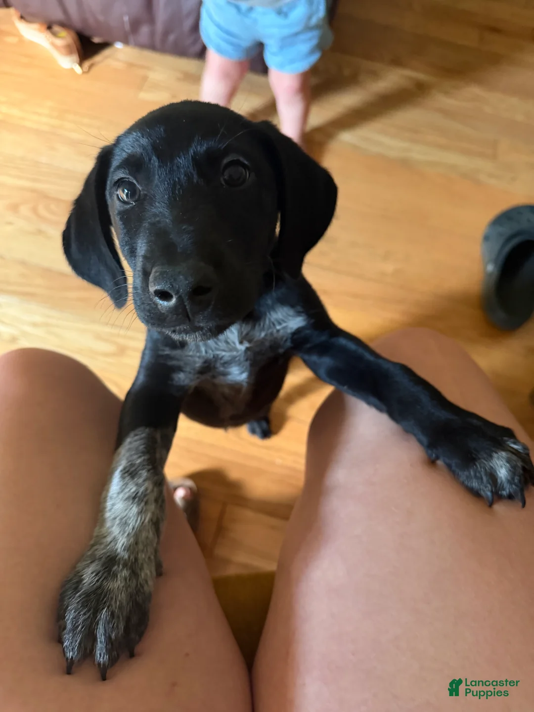 Mixed Breed dogs for sale: Mixed Breed 2 - Ad 1
