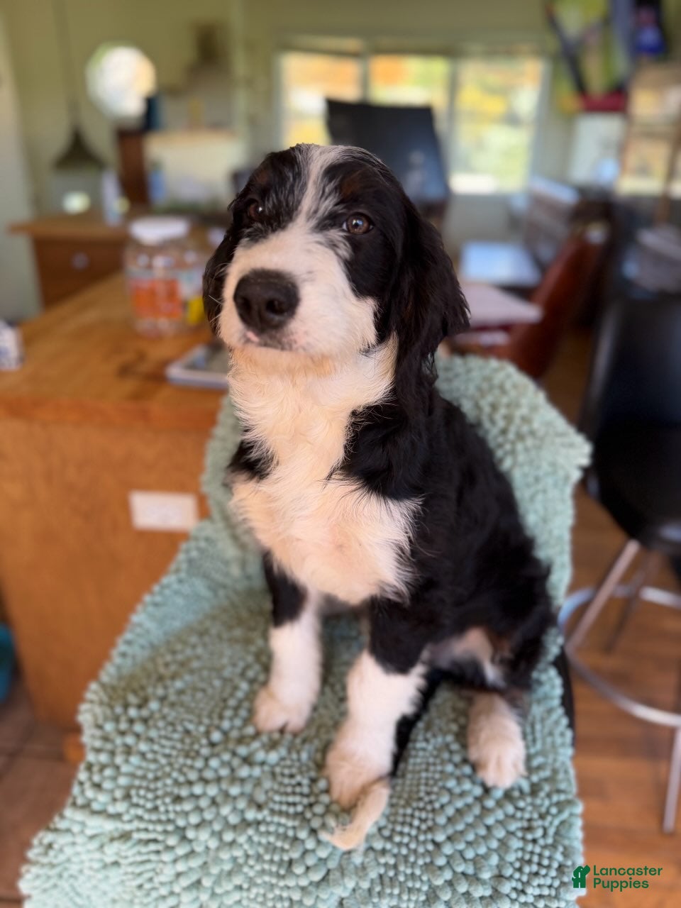 Bernedoodle dogs for sale: Penelope - Ad 2