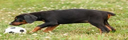 Doberman Pinscher dogs for sale: DIESEL - Ad 6