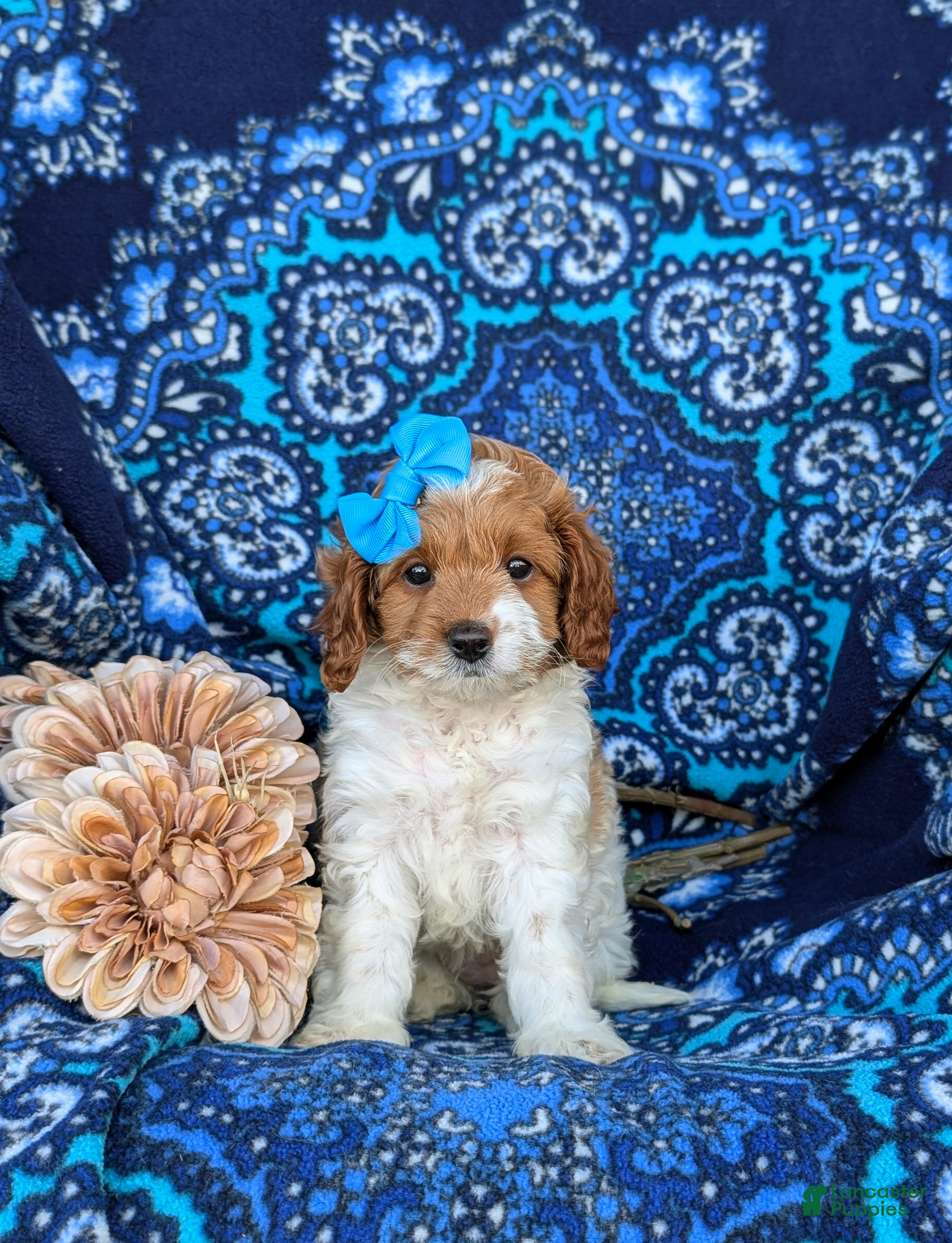 Cavapoo dogs Carlotta Hypoallergenic - Ad 2