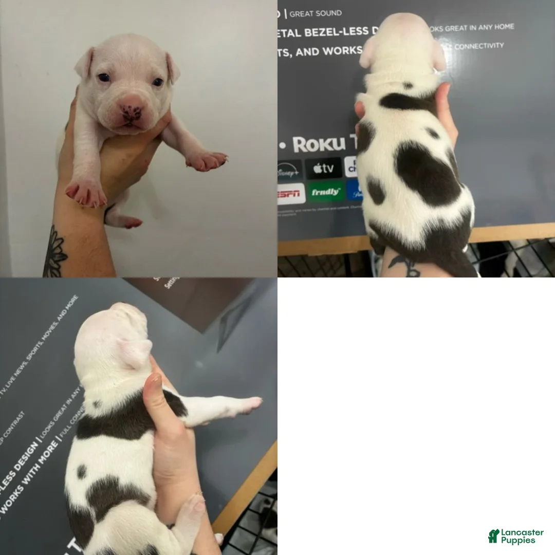 American Staffordshire Terrier dogs for sale: American Staffordshire Terrier 4 - Ad 2