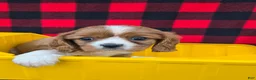 Cavalier King Charles Spaniel dogs for sale: Daisy - Ad 4