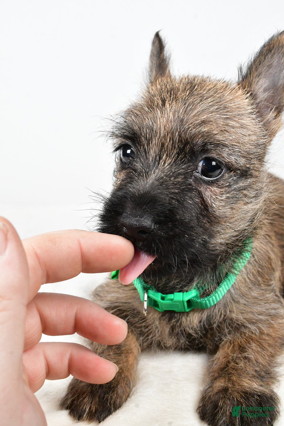 Cairn Terrier dogs for sale: Gabby - Ad 9